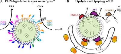 Biogenesis and Breakdown of Lipid Droplets in Pathological Conditions